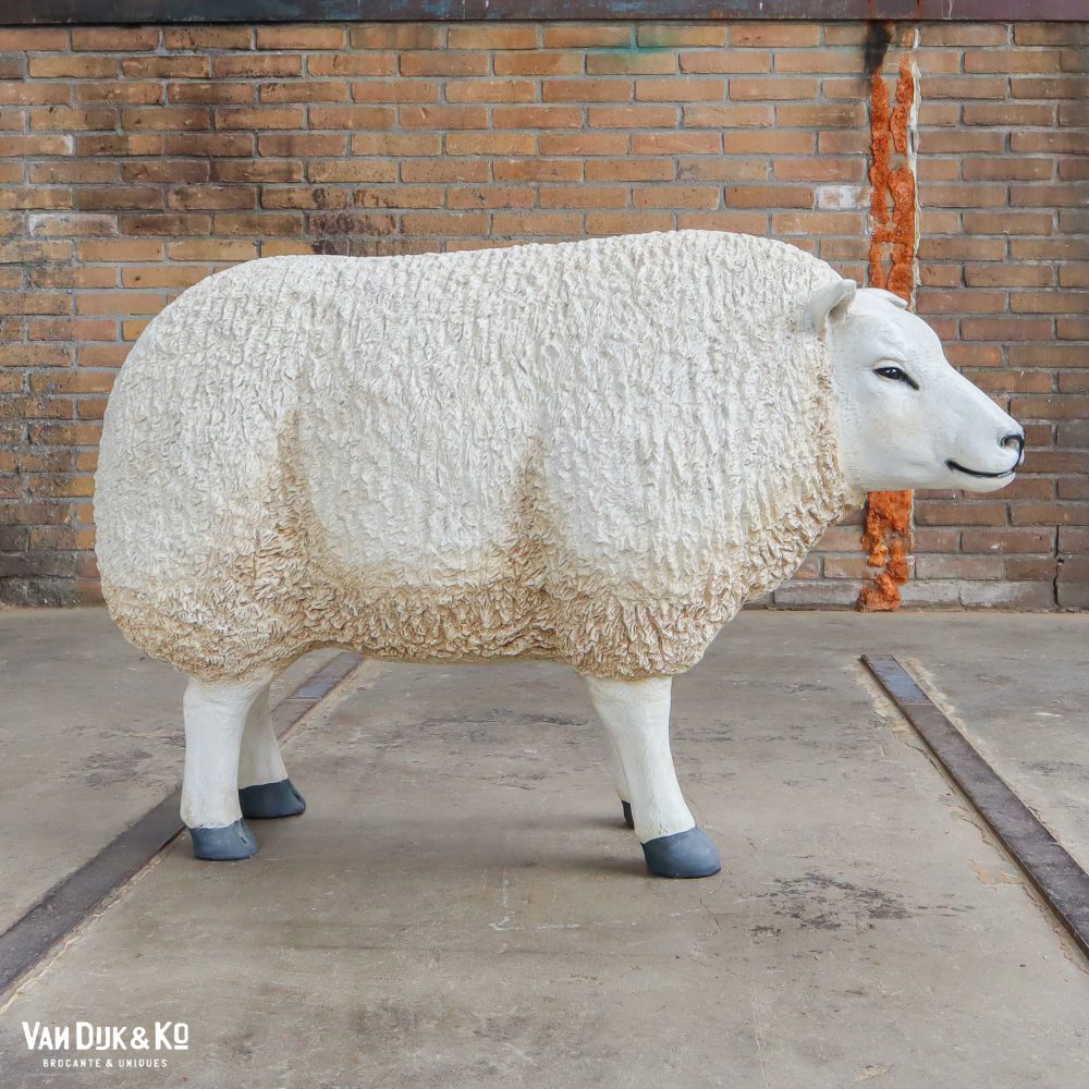 Schaap - Afbeelding 5