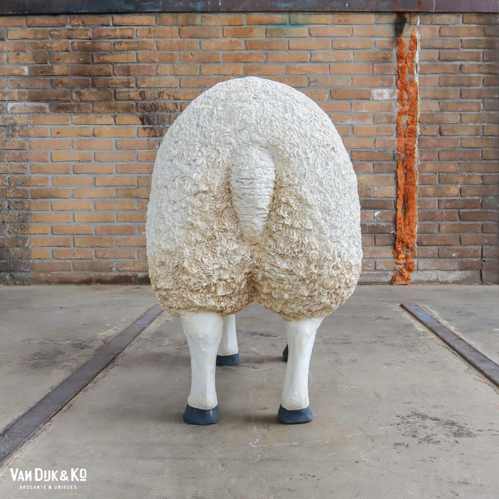 Schaap - Afbeelding 4