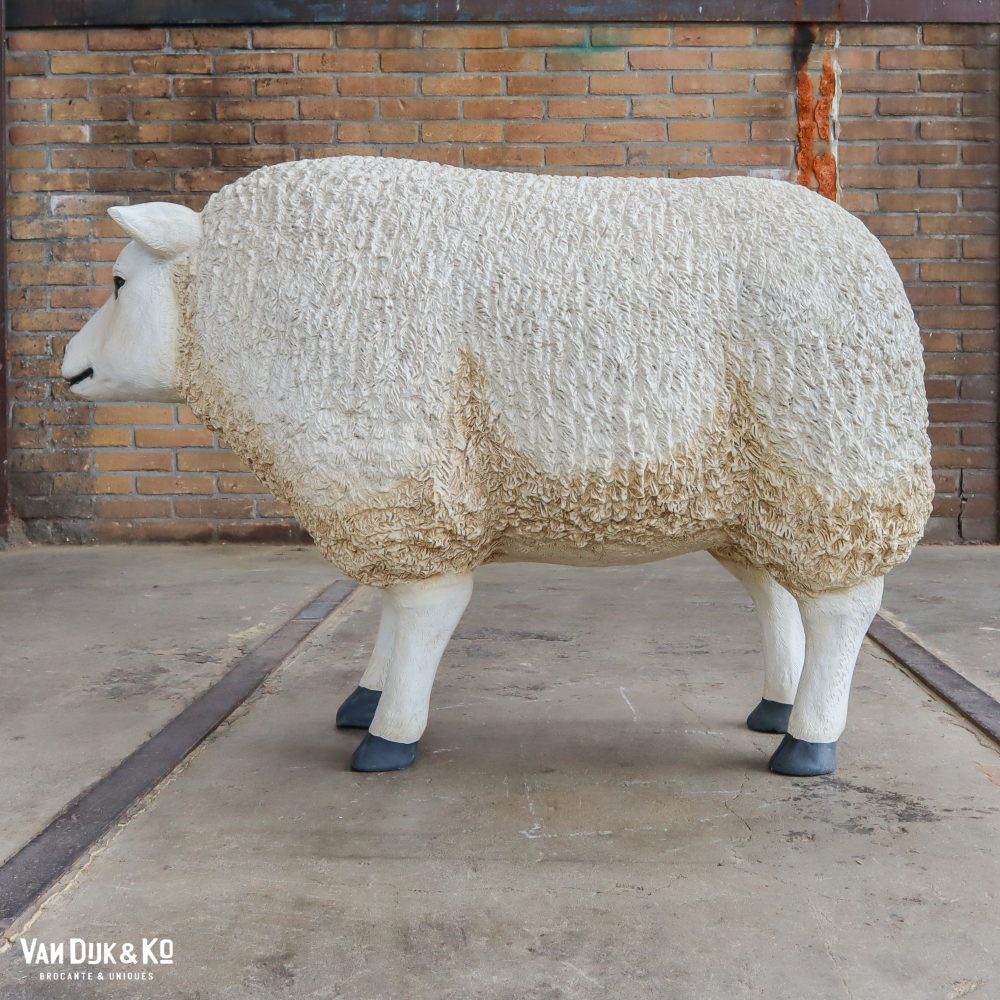 Schaap - Afbeelding 3