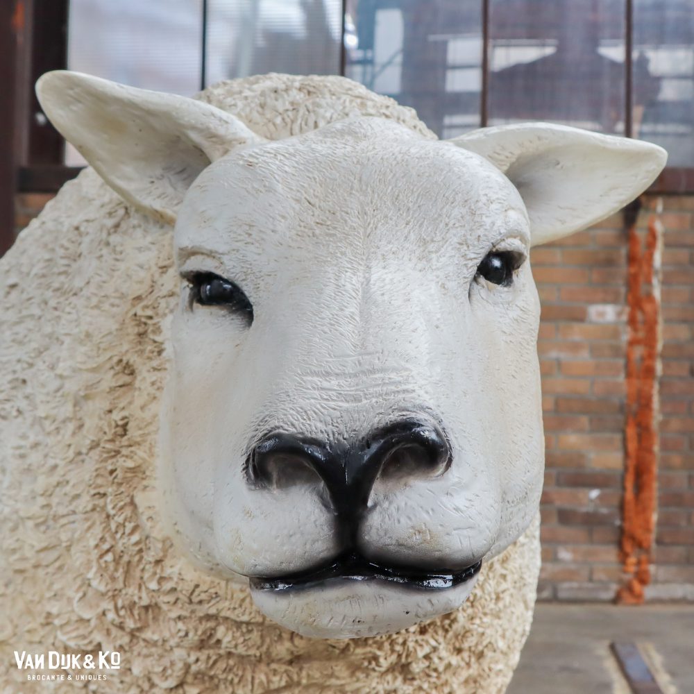 Schaap - Afbeelding 6