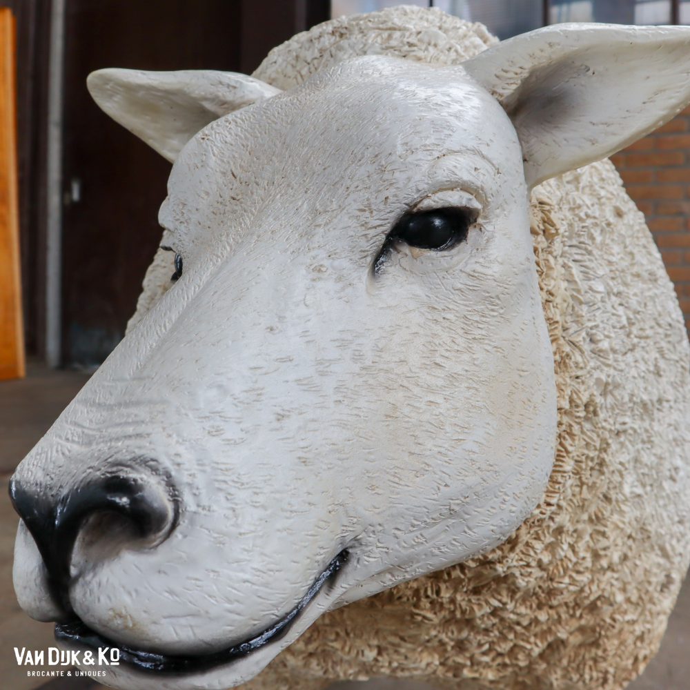 Schaap - Afbeelding 7