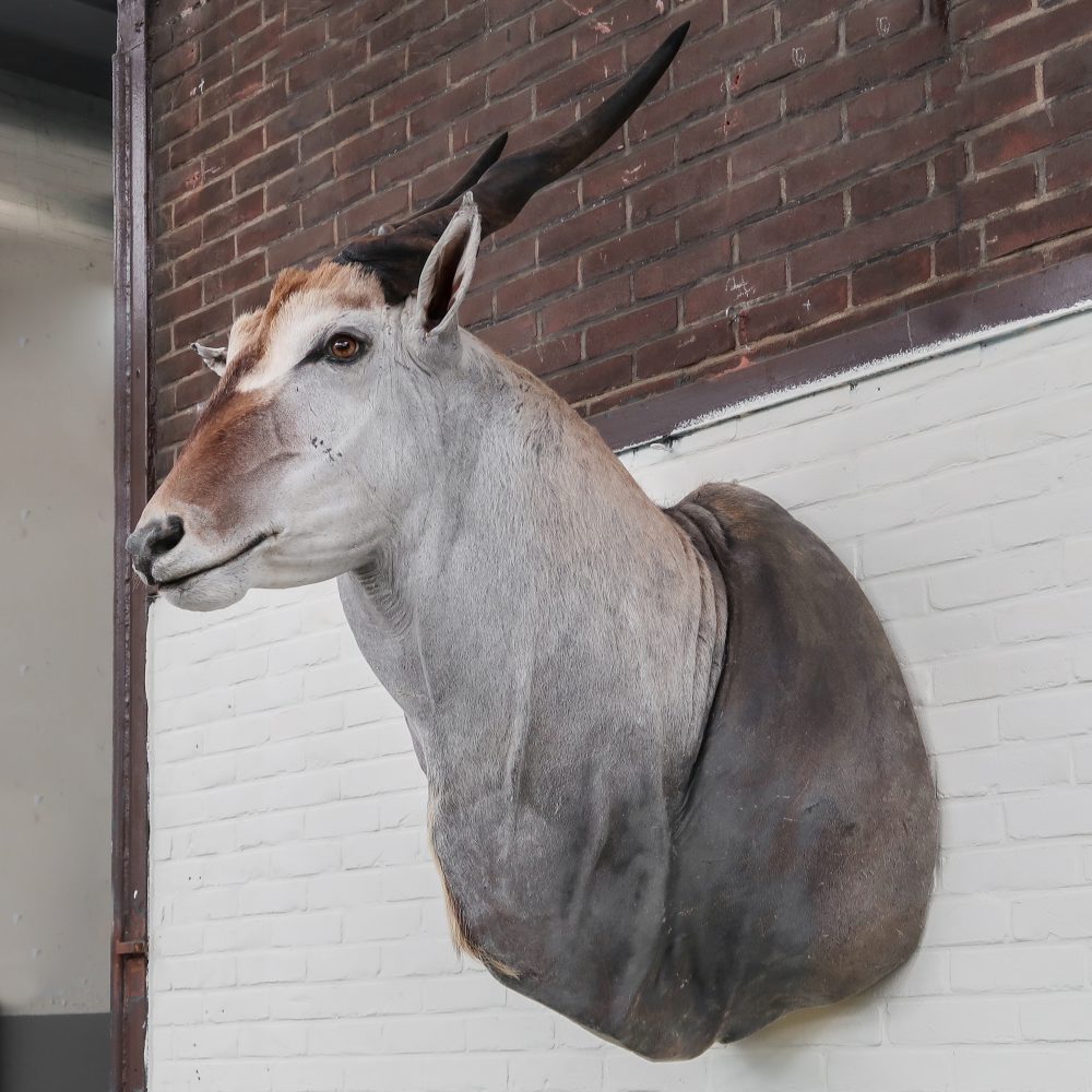 Eland Antilope - groot - Afbeelding 2
