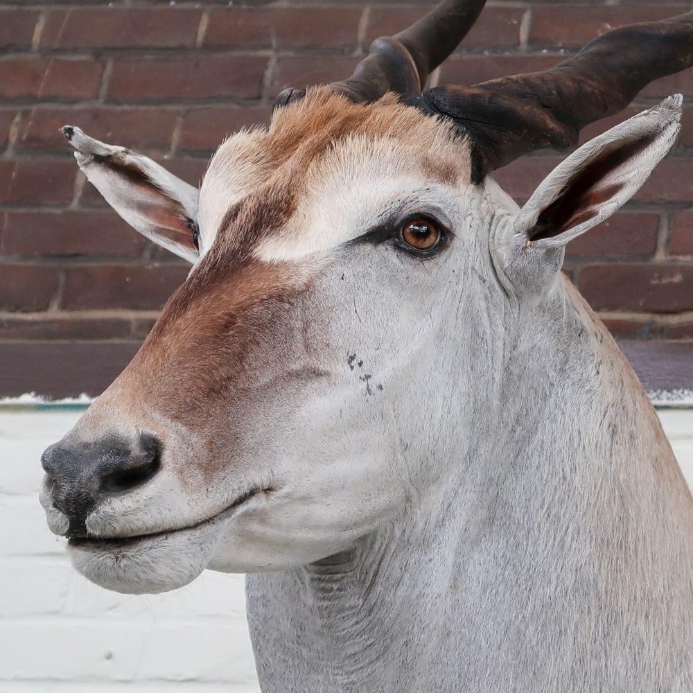 Eland Antilope - groot - Afbeelding 4