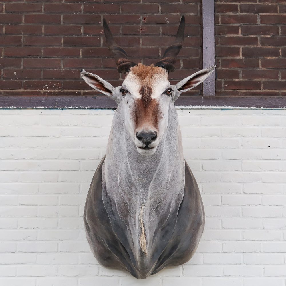 Eland Antilope - groot - Afbeelding 3