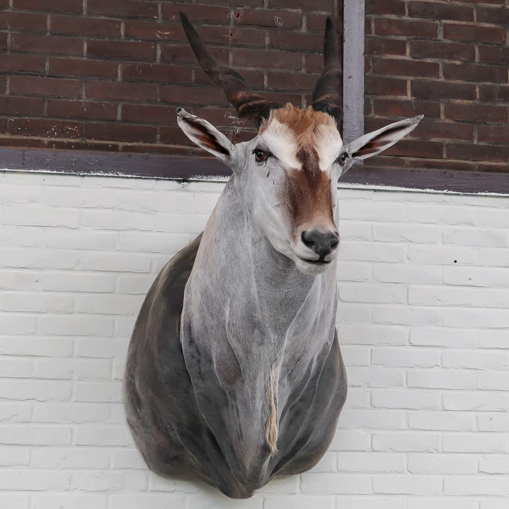 Eland Antilope - groot - Afbeelding 5
