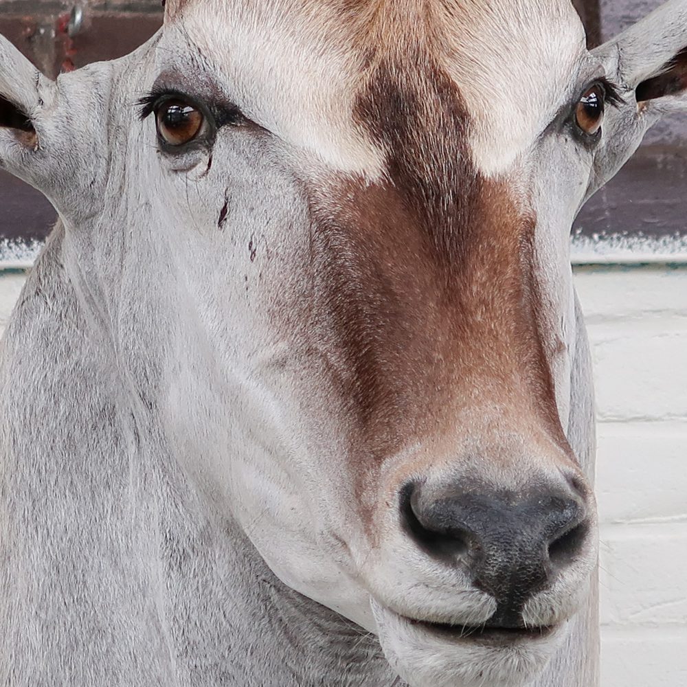 Eland Antilope - groot - Afbeelding 6