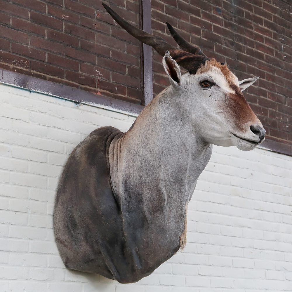 Eland Antilope - groot - Afbeelding 7