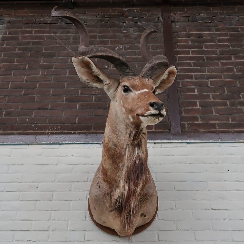 Grote Koedoe - Afbeelding 3
