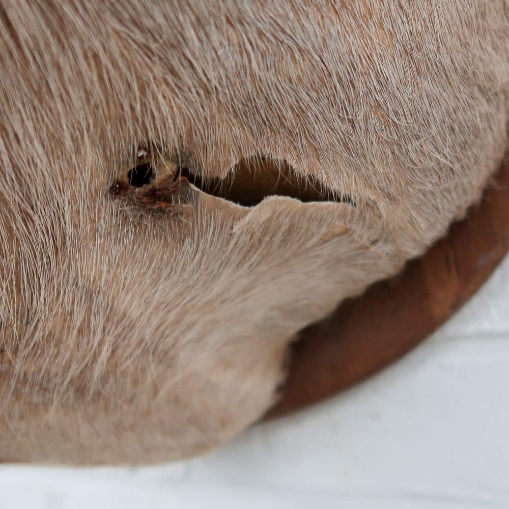 Grote Koedoe - Afbeelding 11