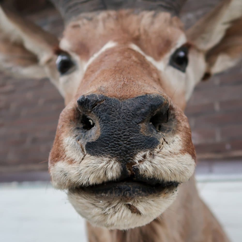 Grote Koedoe - Afbeelding 5