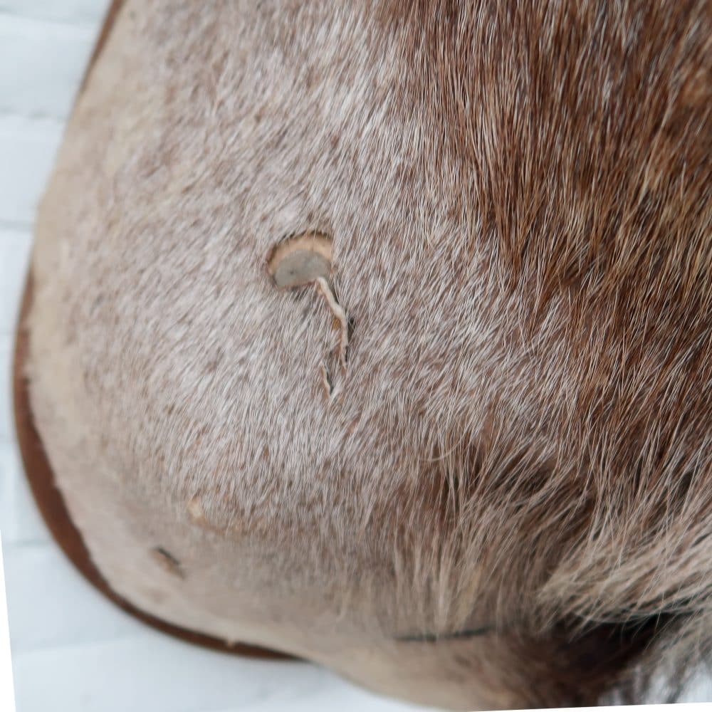 Grote Koedoe - Afbeelding 10