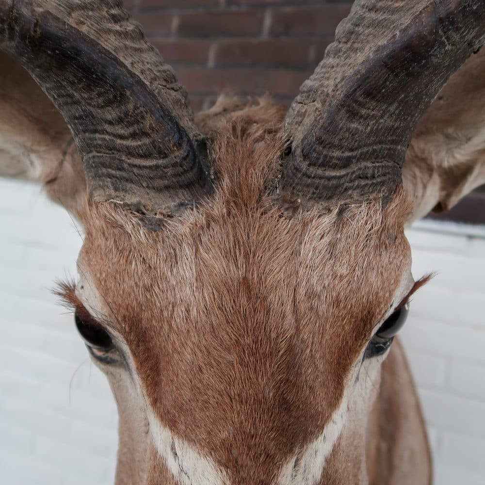 Grote Koedoe - Afbeelding 6