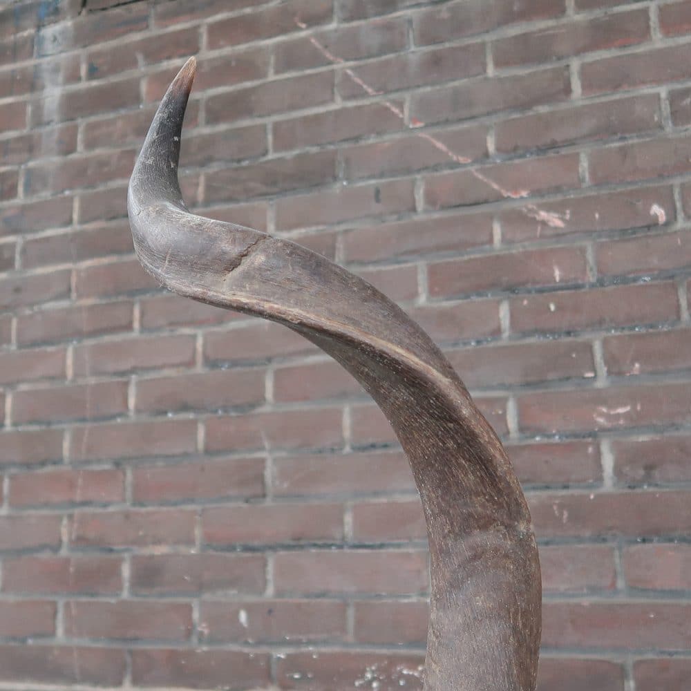 Grote Koedoe - Afbeelding 7