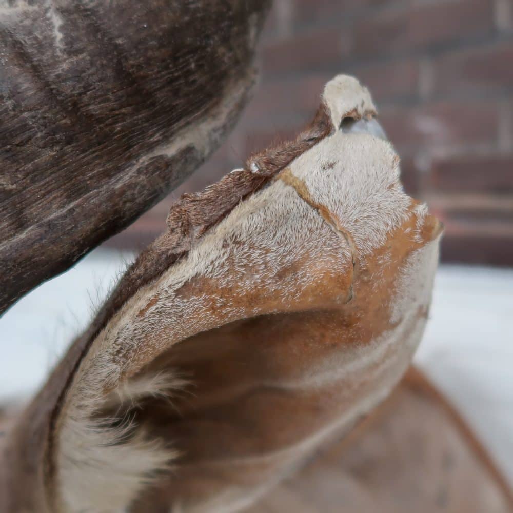Grote Koedoe - Afbeelding 8