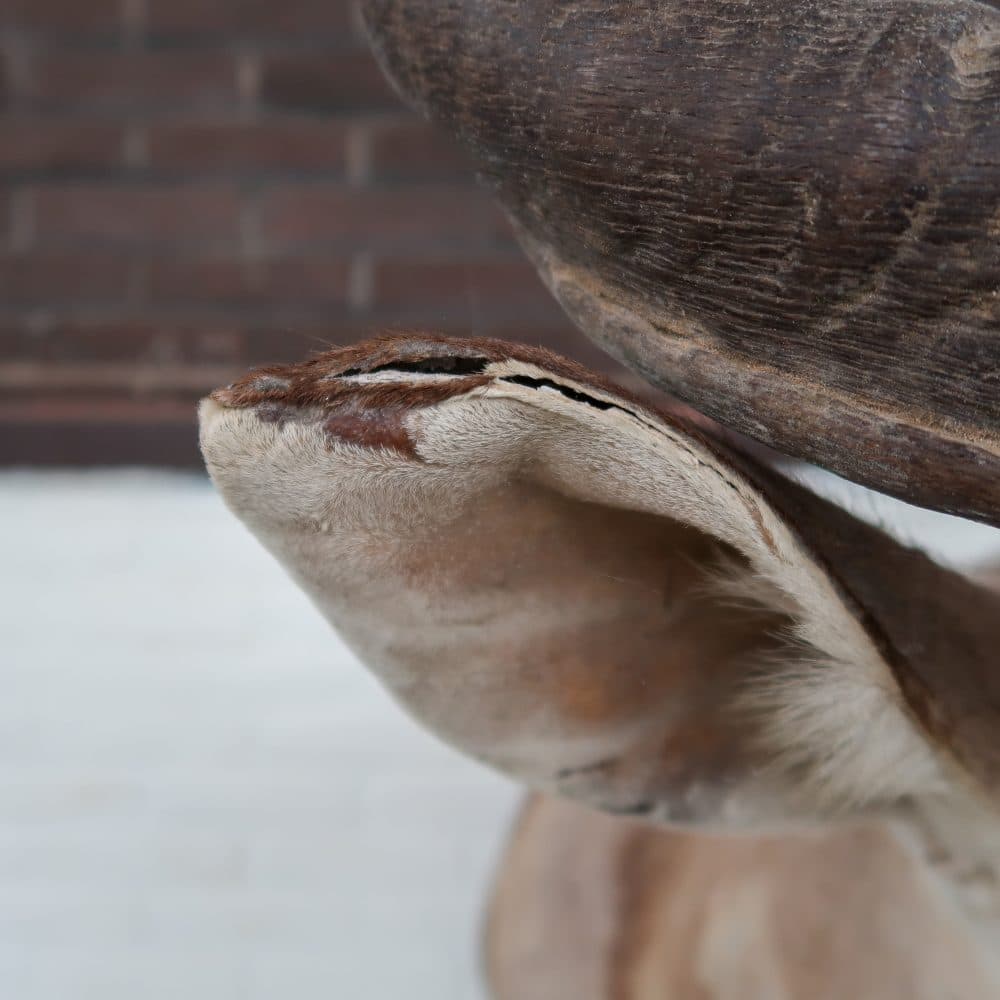 Grote Koedoe - Afbeelding 9