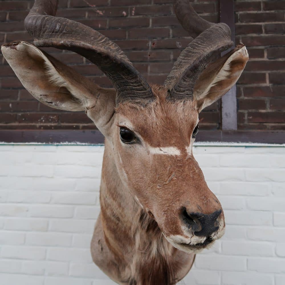 Grote Koedoe - Afbeelding 4