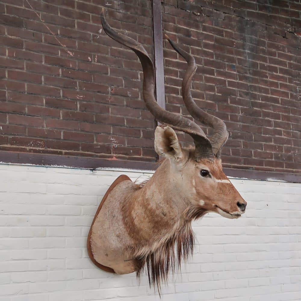 Grote Koedoe - Afbeelding 2